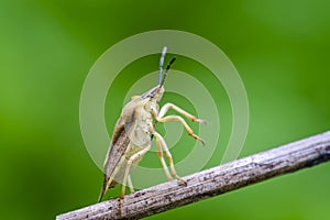 Colourful shield bug sitting on dry grass