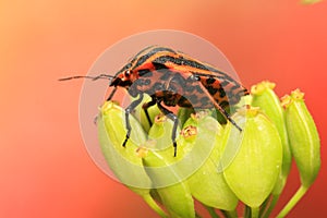 Colourful shieldbug