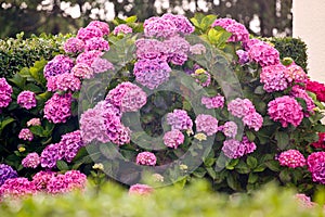 Shrub of purple and pink hydrangea flowers