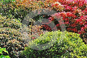 Colourful shrubs photo