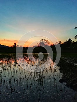 Colourful sky with paddy field and water