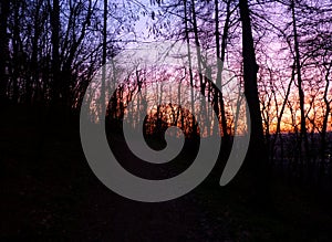 Colourful sky partially covered by trees