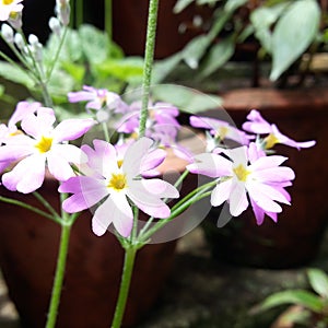 Vilot little flowers