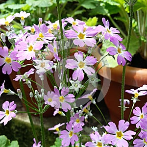 Vilot little flowers