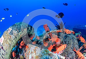 Colourful soldierfish around underwater wreckage
