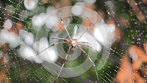 Colourful spider move on his web