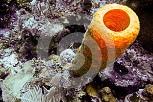 Colourful sponge at San Andres, Colombia photo