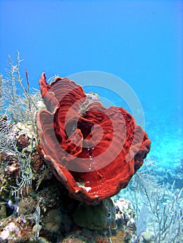 Colourful sponges