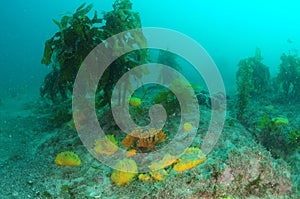 Colourful Sponges Among Brown Kelp