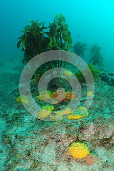 Colourful Sponges And Ecklonia Kelp