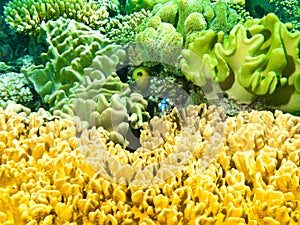 Colourful sponges of the Great Barrier Reef