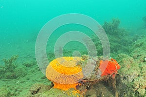 Colourful Sponges Struggling With Sediment
