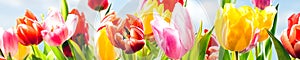 Colourful spring banner of fresh tulips