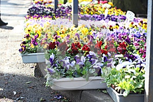 Spring pansies flowers ont the flower market photo