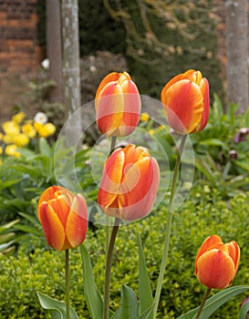 Colourful Spring time Tulips - Tulipa gesneriana