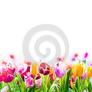 Colourful spring tulips on a white background