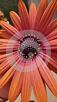 Colourful springtime upclose flower