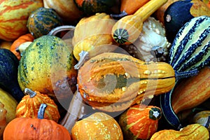 Colourful squash photo