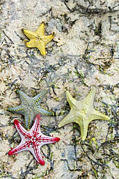 Colourful starfish