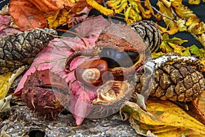 Colourful still life of pine cones, chestnuts and autumn leaves