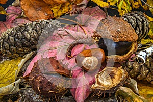 Colourful still life of pine cones, chestnuts and autumn leaves