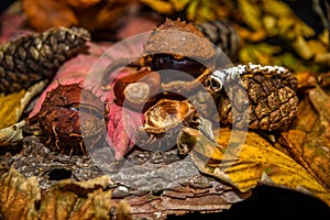 Colourful still life of pine cones, chestnuts and autumn leaves