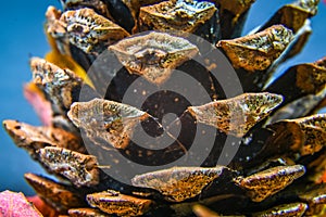 Colourful still life of pine cones, chestnuts and autumn leaves