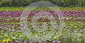 Colourful striped pattern of water lilies on lake surface in Stanley Park, Vancouver, British Columbia, Canada