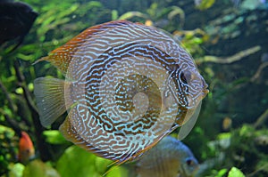 Colourful stripy fish