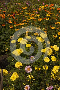 Colourful Summer Flowers Blooming In A Garden Flower Bed