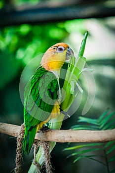 Colourful sun conure parrot birds