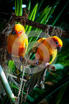 Colourful sun conure parrot birds
