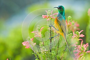 Colourful Sunbird feeding South Africa