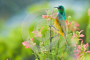 Colourful Sunbird feeding South Africa photo