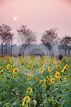 Colourful Sunflower fields in sunset