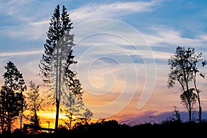 Colourful sunrise in the forest. silhouettes of trees against a bright sky