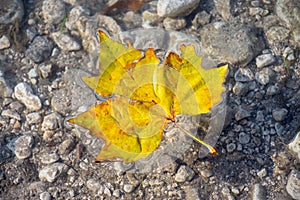 Colourful sycamore leaf floating in the River Itchen, Hampshire, UK showing the chalk river bed below