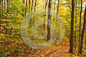 A Colourful Trail in The Woods