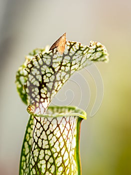 Colourful trap of Sarracenia, carnivorous plant