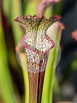 Colourful trap of Sarracenia, carnivorous plant