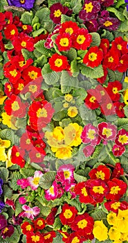 A Colourful Tray of Primula Flowers