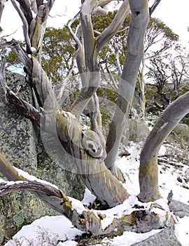 A colourful tree and a boulder with lichen