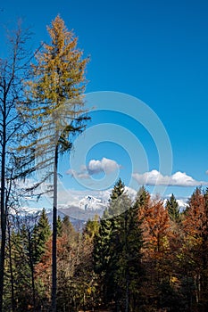 Colourful trees at autumn in Italy, Europe