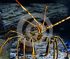 Colourful Tropical Rock lobster close up with blur under water on background of beautiful underwater stones.