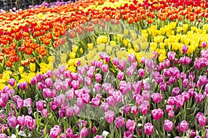 Colourful tulip flower garden, nature background, outdoor day light