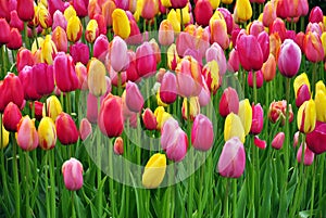Colourful tulip flowers background