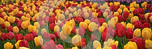 Colourful tulip flowers with beautiful background on a bright summer day