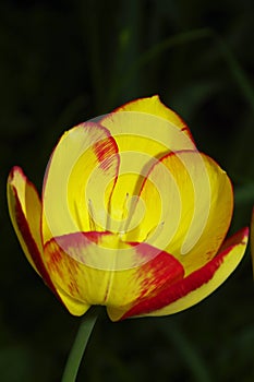 Colourful Tulip in spring