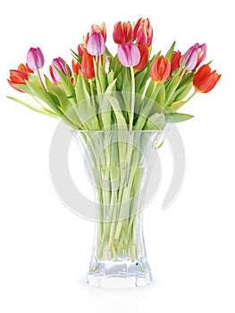 Colourful tulips