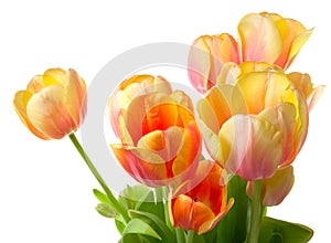 Colourful tulips